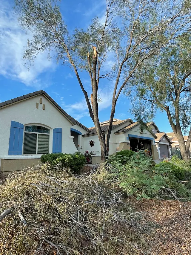Finest Tree Service — customer photo 2