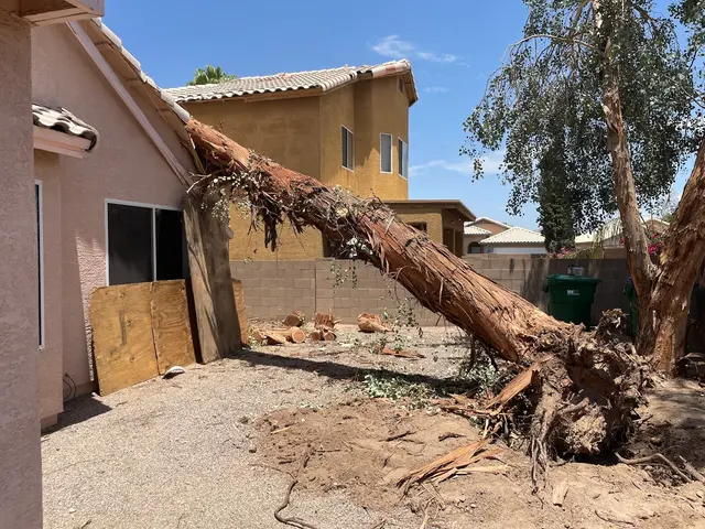Nicholas Tree Removal Service — customer photo 5