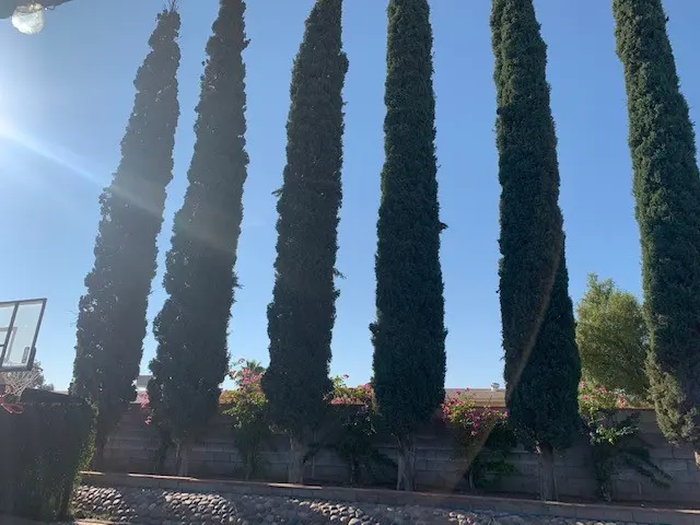 Nicholas Tree Removal Service — customer photo 9