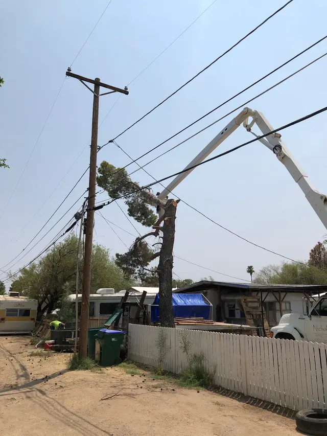 Nicholas Tree Removal Service — customer photo 7