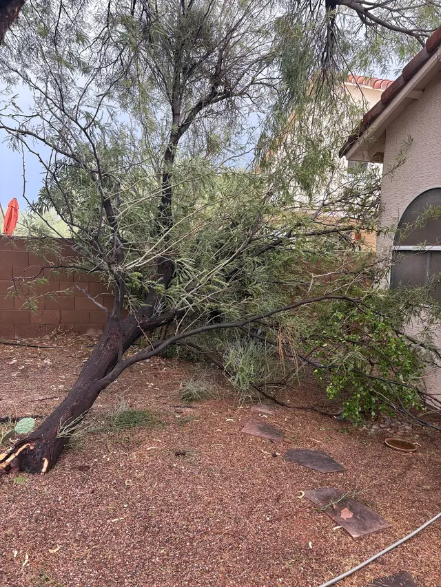 Nicholas Tree Removal Service — customer photo 12
