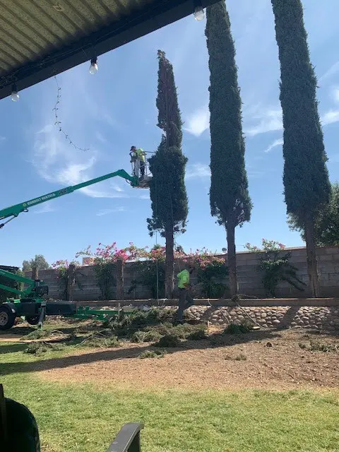 Nicholas Tree Removal Service — customer photo 6