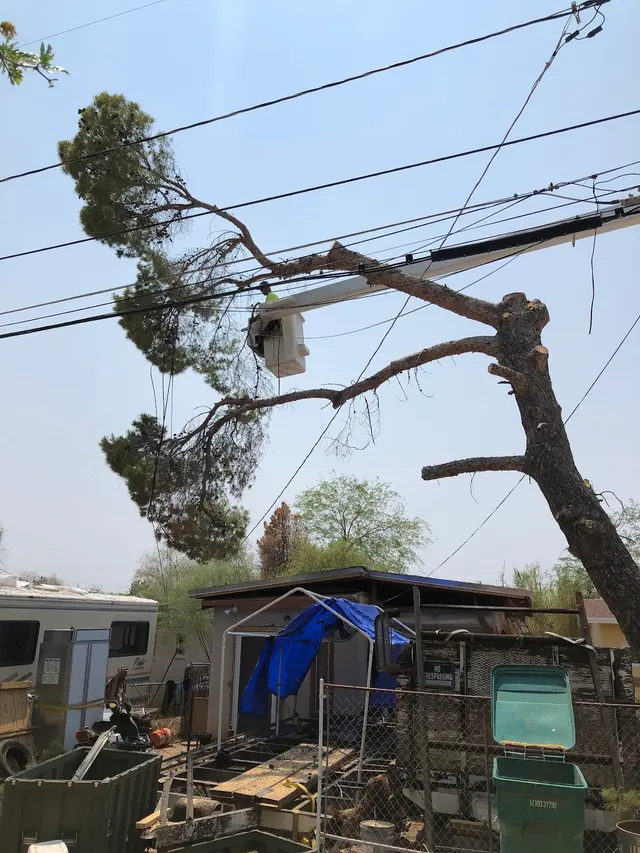 Nicholas Tree Removal Service — customer photo 4