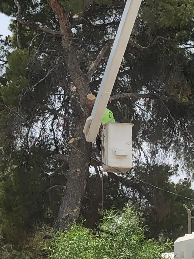 Nicholas Tree Removal Service — customer photo 11
