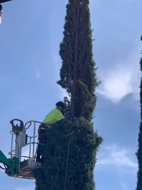 Nicholas Tree Removal Service — customer photo 3