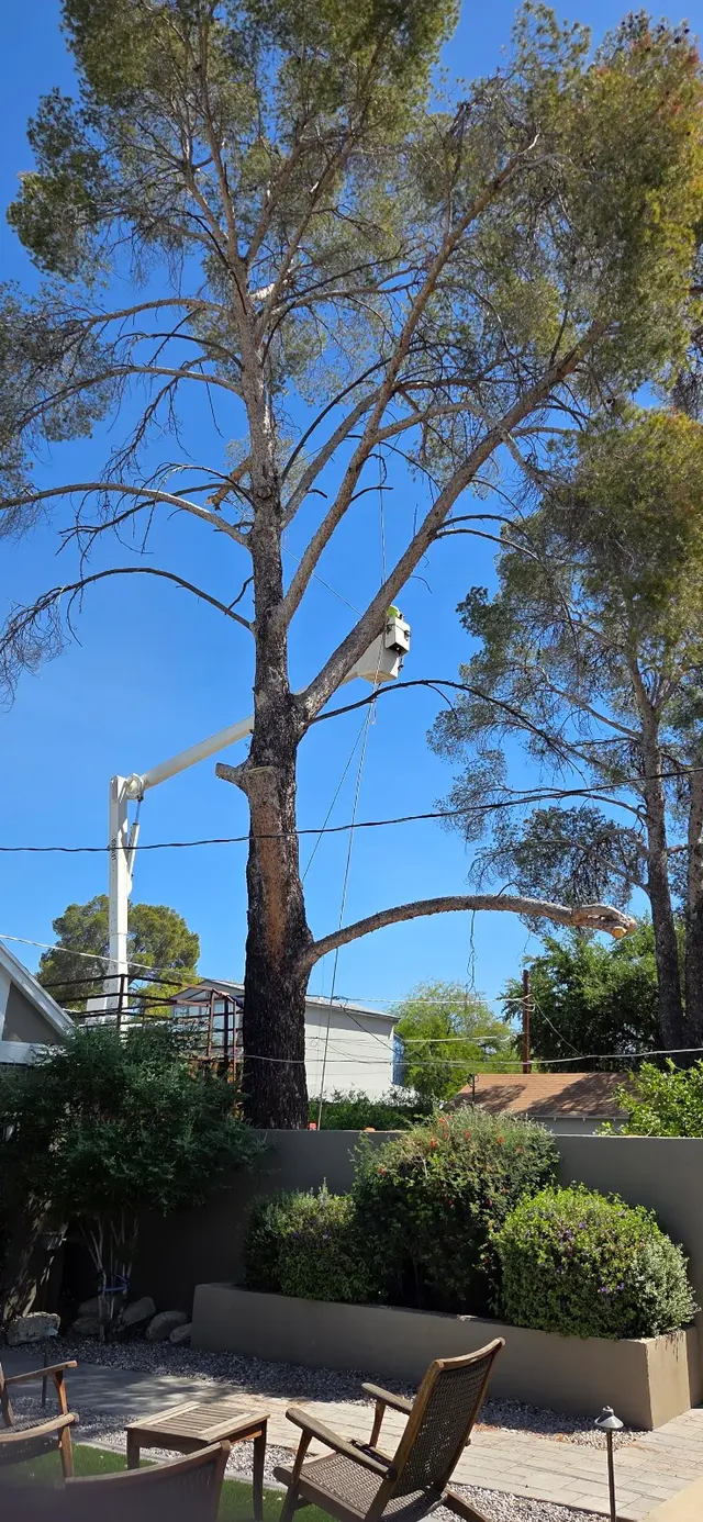 Nicholas Tree Removal Service — customer photo 1