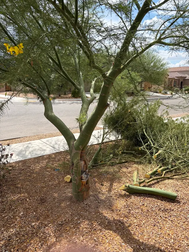 Customer photo of work by Nicholas Tree Removal Service, from Bob Vermeulen's review