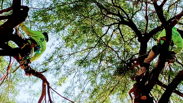 Tree Services Tucson AZ by Brijer Resources — photo from the business 1