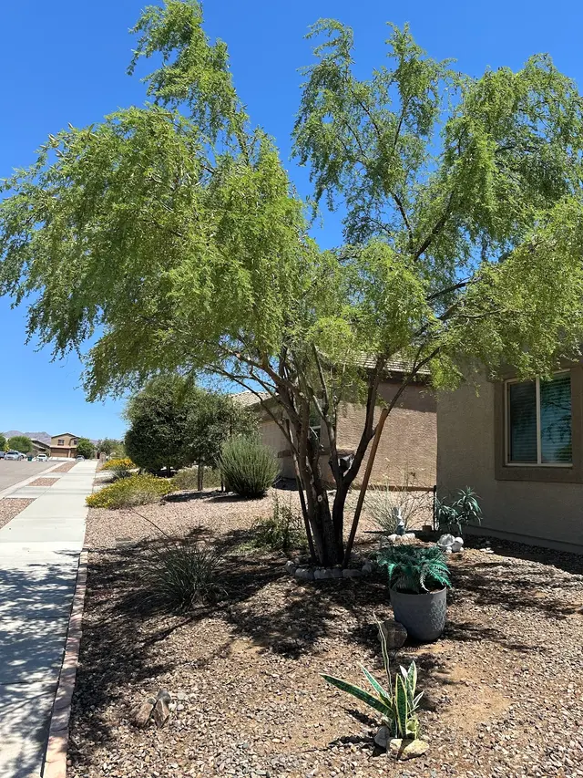 Tree Services Tucson AZ by Brijer Resources — customer photo 2