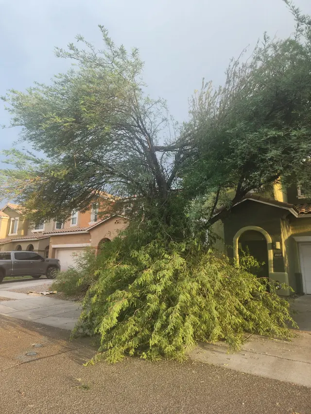 Customer photo of work by Tree Services Tucson AZ by Brijer Resources, from Josh McNair's review