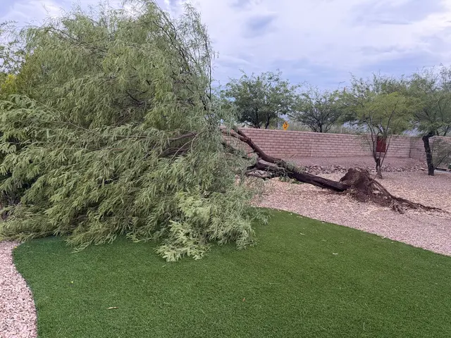 Tree Services Tucson AZ by Brijer Resources — customer photo 3