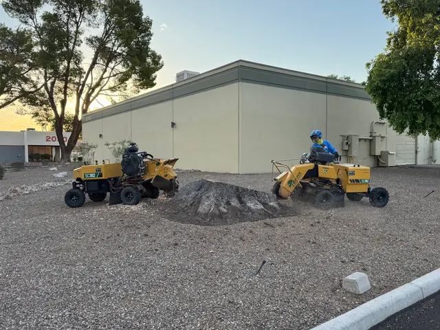 Tree Services Tucson AZ by Brijer Resources — photo from the business 9