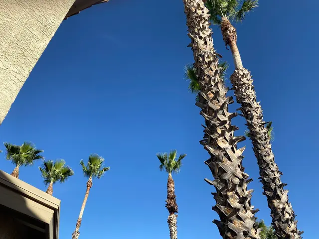 Tree Services Tucson AZ by Brijer Resources — customer photo 10