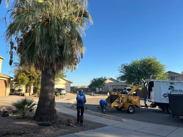 Tree Services Tucson AZ by Brijer Resources — customer photo 4