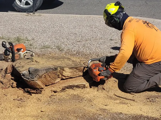 Made in the Shade - Certified Arborist - Expert Tree Service — customer photo 10