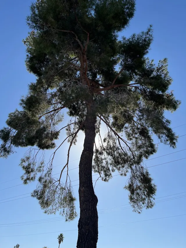 Made in the Shade - Certified Arborist - Expert Tree Service — customer photo 11