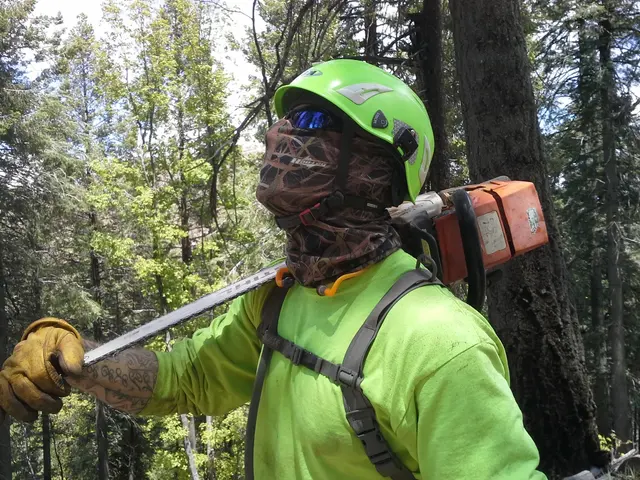 Made in the Shade - Certified Arborist - Expert Tree Service — photo from the business 6
