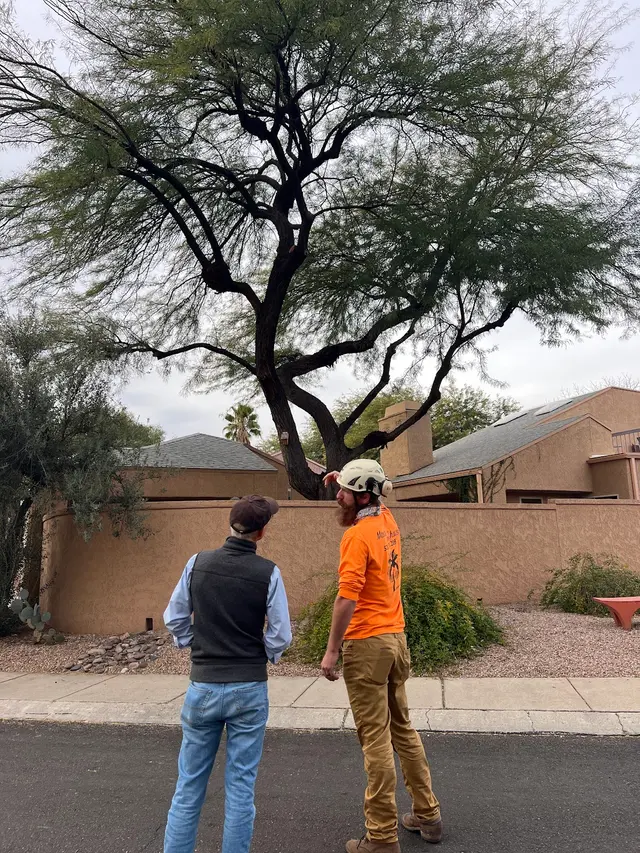 Made in the Shade - Certified Arborist - Expert Tree Service — photo from the business 7
