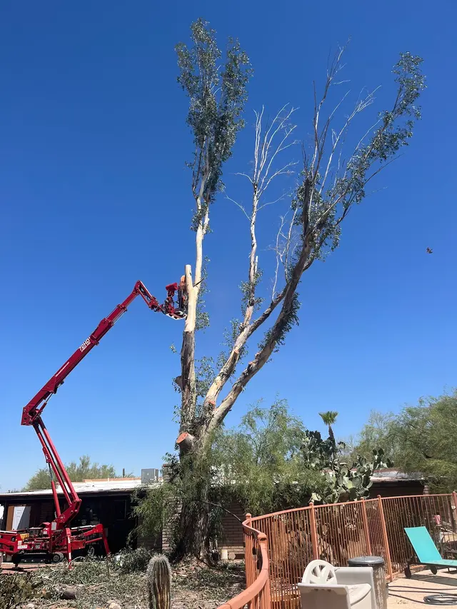 Customer photo of work by Made in the Shade - Certified Arborist - Expert Tree Service, from Mitch Stone's review