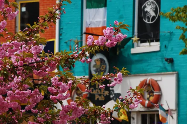 Cat's Eye Pub — photo from the business 2