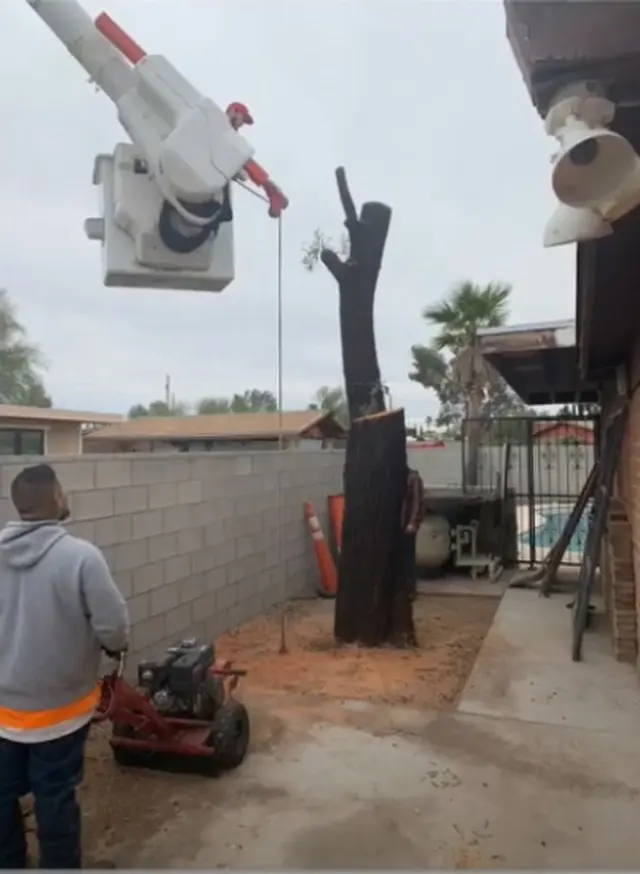 Tree Monkey Tree Trimming AZ — photo from the business 5