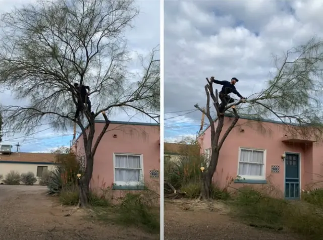 Tree Monkey Tree Trimming AZ — photo from the business 12