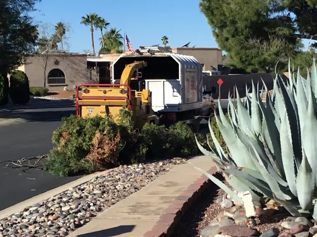 Tree Monkey Tree Trimming AZ — customer photo 8