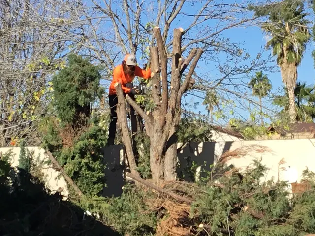 Tree Monkey Tree Trimming AZ — customer photo 4