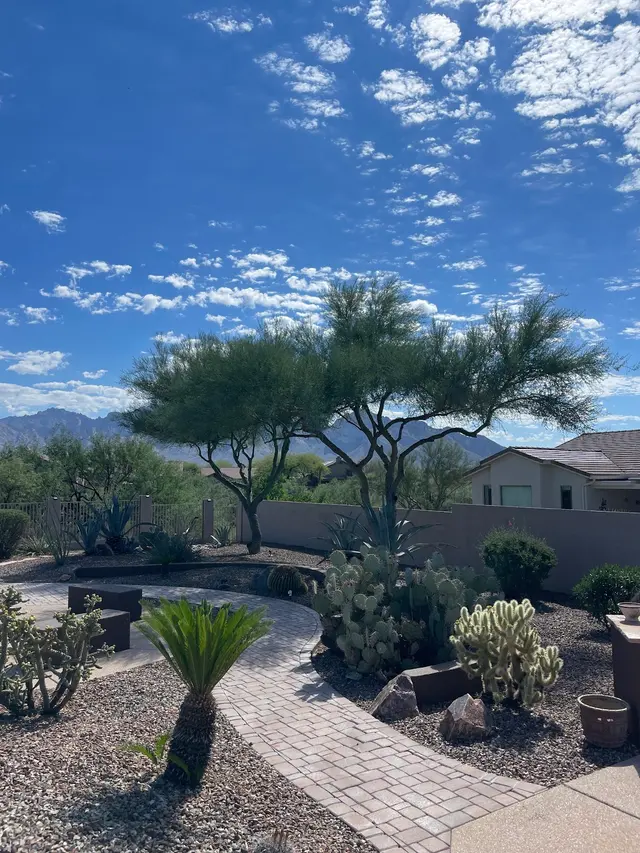 Tree Monkey Tree Trimming AZ — customer photo 2
