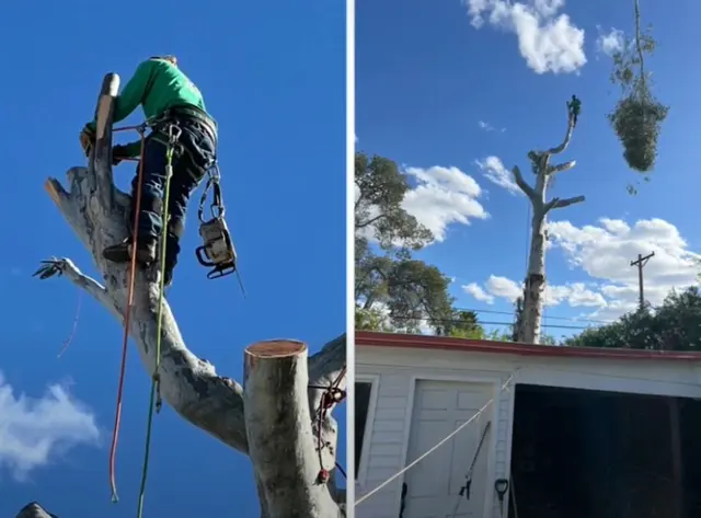Tree Monkey Tree Trimming AZ — photo from the business 3