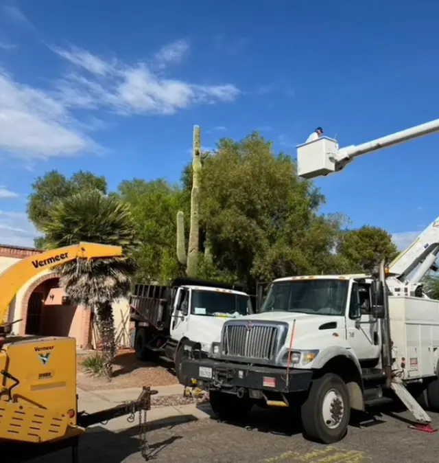 Tree Monkey Tree Trimming AZ — photo from the business 6