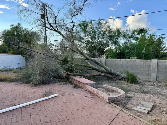 Tree Monkey Tree Trimming AZ — customer photo 9