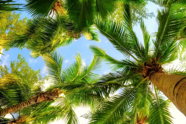 Tree Monkey Tree Trimming AZ — photo from the business 11