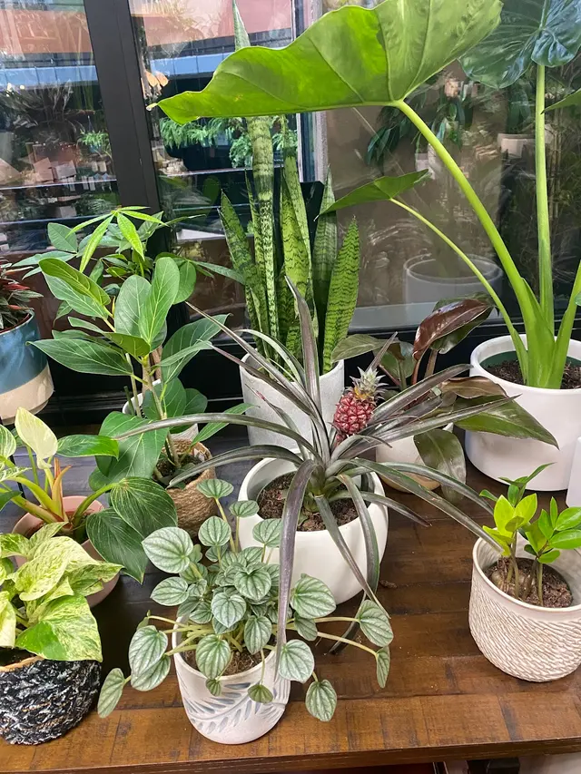 SF Plants — customer photo 5