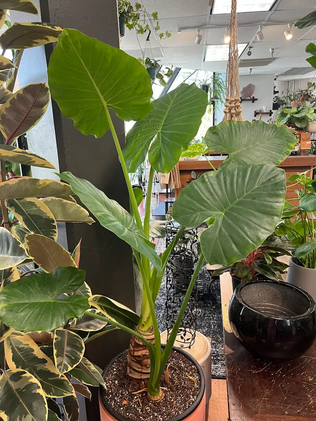 SF Plants — customer photo 9