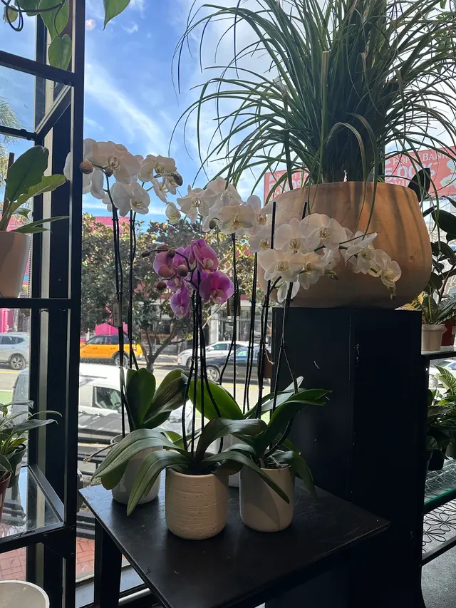 SF Plants — photo from the business 7