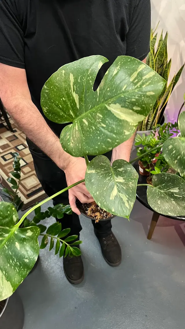 SF Plants — customer photo 6