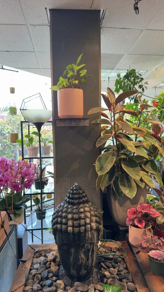 Customer photo of work by SF Plants, from nomuna nomu's review