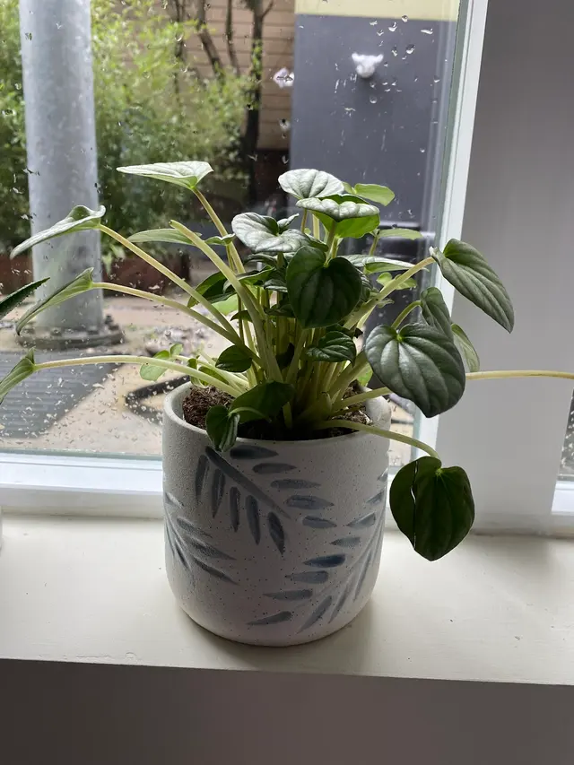 SF Plants — customer photo 11