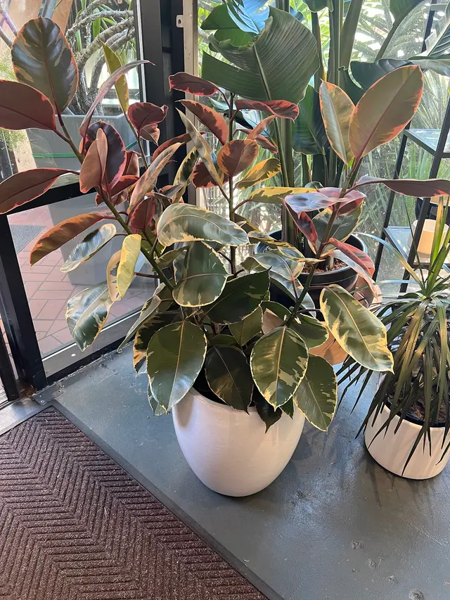 SF Plants — customer photo 10