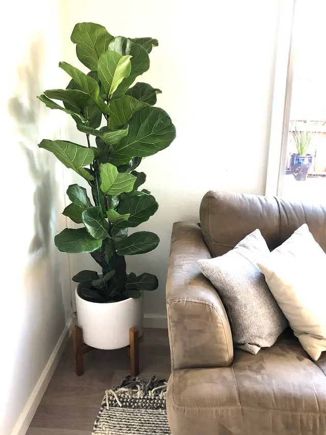 SF Plants — customer photo 4