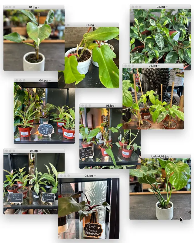 SF Plants — photo from the business 12