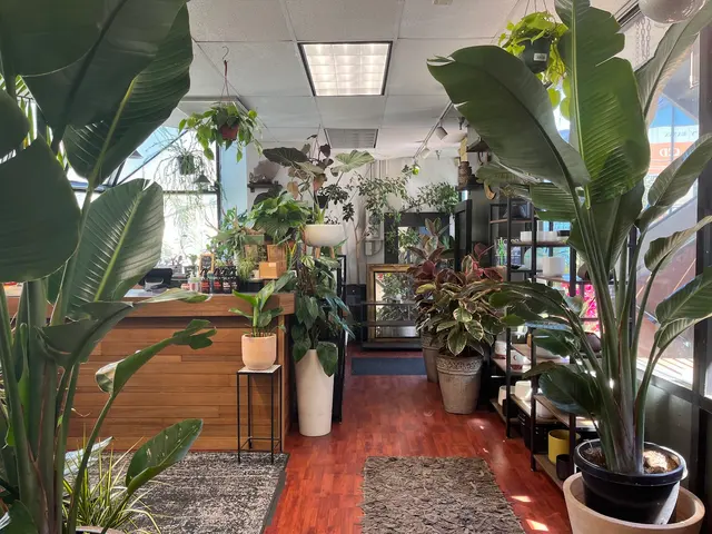 SF Plants — customer photo 3