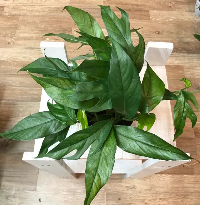 Houseplants and Plant Essentials — photo from the business 7