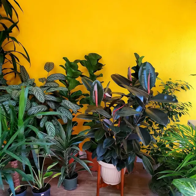 Houseplants and Plant Essentials — photo from the business 8