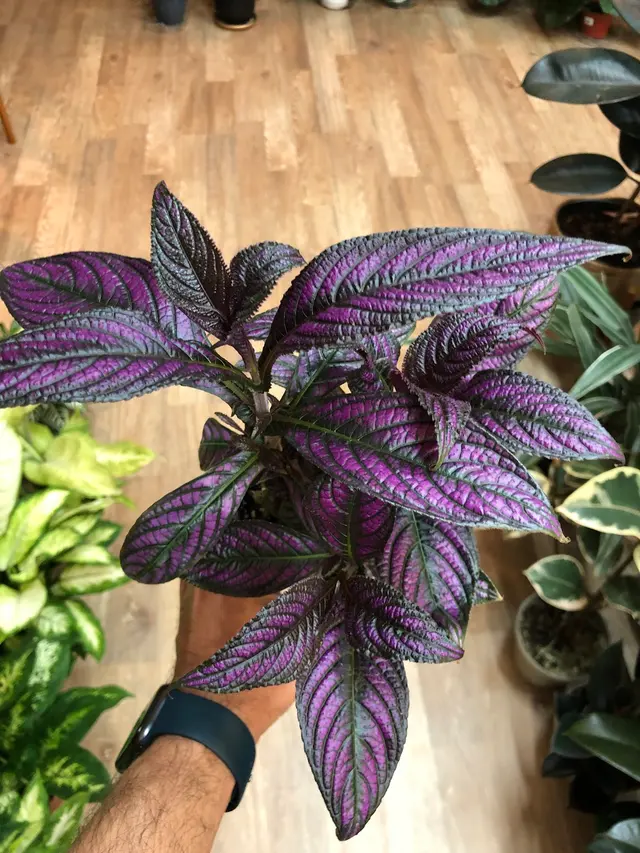 Houseplants and Plant Essentials — photo from the business 5