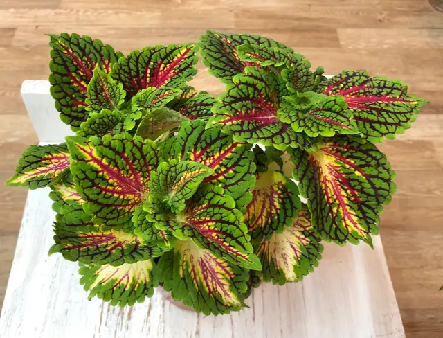 Houseplants and Plant Essentials — photo from the business 3