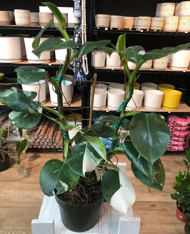Houseplants and Plant Essentials — photo from the business 1