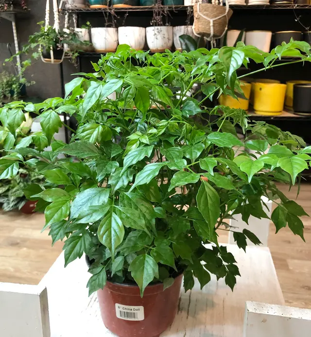 Houseplants and Plant Essentials — photo from the business 4