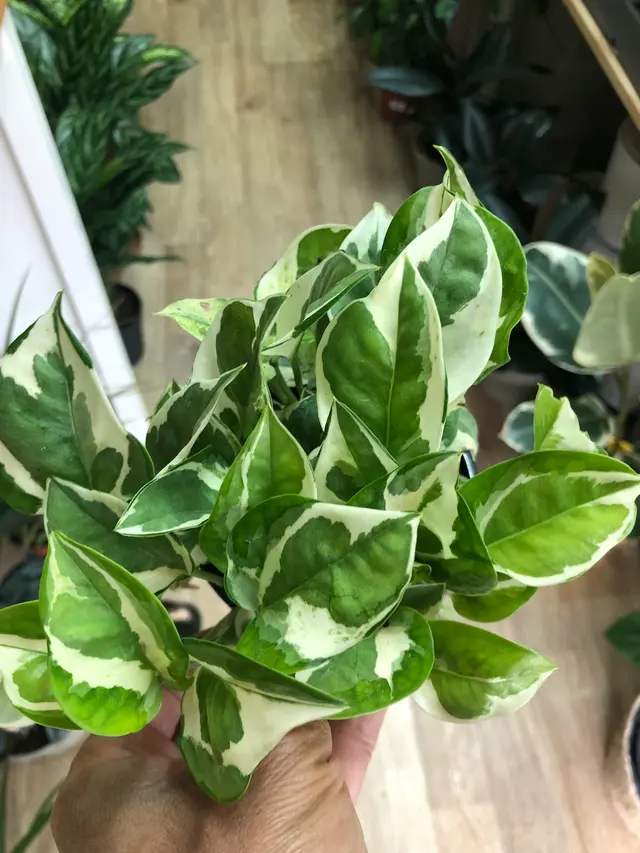 Houseplants and Plant Essentials — photo from the business 10